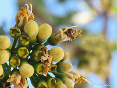 Apis mellifera