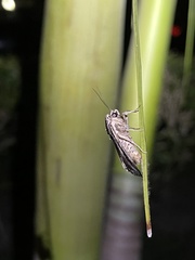 Spodoptera pulchella
