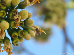 Apis mellifera