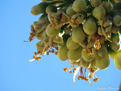 Ceiba pentandra
