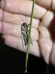 Spodoptera pulchella