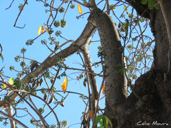 Ceiba pentandra