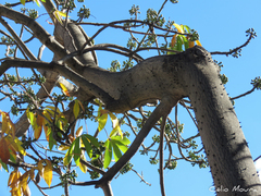 Ceiba pentandra