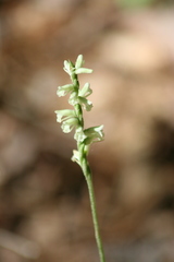 Spiranthes praecox
