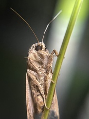 Spodoptera pulchella