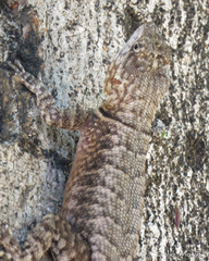 Tropidurus hispidus