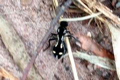 Traumatomutilla graphica