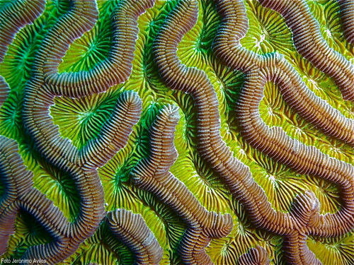 Colpophyllia natans (Houttuyn, 1772)