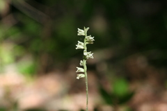 Spiranthes praecox