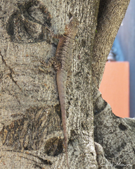 Tropidurus hispidus