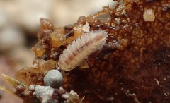 Haplophthalmus danicus