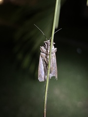 Spodoptera pulchella