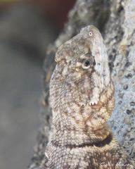 Tropidurus hispidus