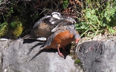 Merganetta armata armata