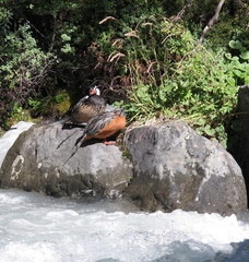 Merganetta armata armata