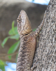 Tropidurus hispidus