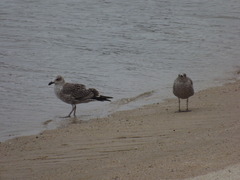 Larus dominicanus