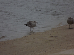Larus dominicanus