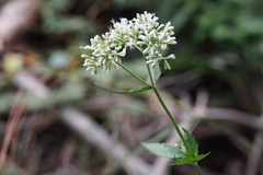 Eupatorium lindleyanum
