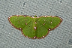 Argyrocosma inductaria