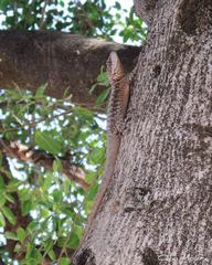 Tropidurus hispidus
