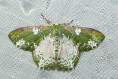 Eucyclodes albisparsa