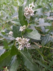 Alternanthera
