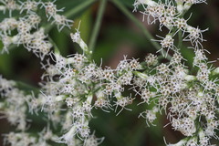 Eupatorium lindleyanum