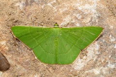 Ornithospila bipunctata