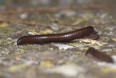 Acanthoiulus fuscipes