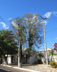 Ceiba pentandra