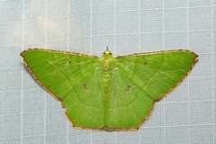 Ornithospila submonstrans