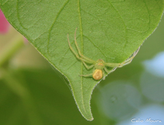 Thomisidae