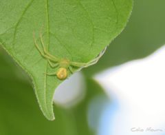 Thomisidae