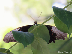 Heraclides anchisiades
