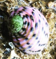 Nerita plicata