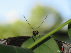 Heraclides anchisiades