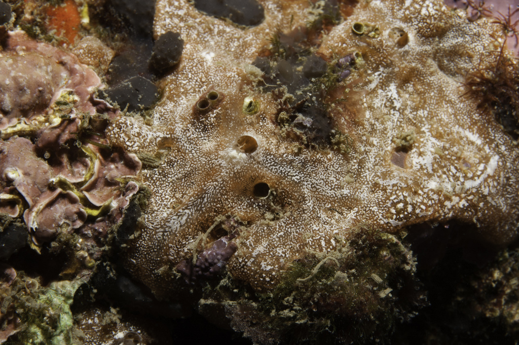 Clathria jolicoeuri