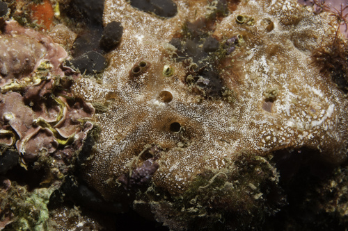 Clathria jolicoeuri