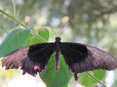 Heraclides anchisiades