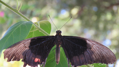 Heraclides anchisiades