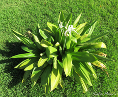 Hymenocallis caribaea