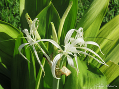 Hymenocallis caribaea