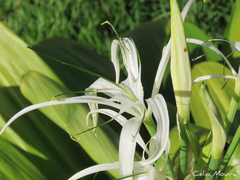 Hymenocallis caribaea