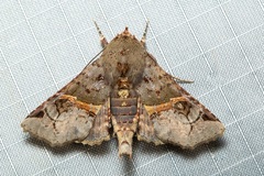 Targalla subocellata