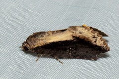 Odontodes seranensis