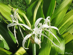 Hymenocallis caribaea