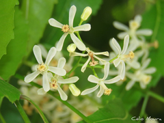 Azadirachta indica