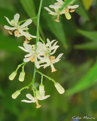 Azadirachta indica