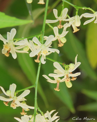 Azadirachta indica